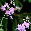 Ilgaliežuvis sfinksas - Macroglossum stellatarum | Fotografijos autorius : Ramunė Vakarė | © Macrogamta.lt | Šis tinklapis priklauso bendruomenei kuri domisi makro fotografija ir fotografuoja gyvąjį makro pasaulį.