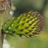 Indian Fig Opuntia - Opuntia ficus-indica | Fotografijos autorius : Gintautas Steiblys | © Macronature.eu | Macro photography web site