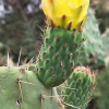 Indian Fig Opuntia - Opuntia ficus-indica | Fotografijos autorius : Gintautas Steiblys | © Macronature.eu | Macro photography web site