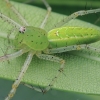 Indian Green Lynx Spider - Peucetia viridana | Fotografijos autorius : Gintautas Steiblys | © Macronature.eu | Macro photography web site