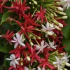 Indinis laukras - Combretum indicum | Fotografijos autorius : Nomeda Vėlavičienė | © Macrogamta.lt | Šis tinklapis priklauso bendruomenei kuri domisi makro fotografija ir fotografuoja gyvąjį makro pasaulį.