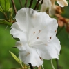 Indinis rododendras - Rhododendron indicum | Fotografijos autorius : Gintautas Steiblys | © Macrogamta.lt | Šis tinklapis priklauso bendruomenei kuri domisi makro fotografija ir fotografuoja gyvąjį makro pasaulį.