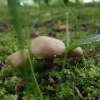 Plaušabudė - Inocybe melanopoda | Fotografijos autorius : Vitalij Drozdov | © Macrogamta.lt | Šis tinklapis priklauso bendruomenei kuri domisi makro fotografija ir fotografuoja gyvąjį makro pasaulį.