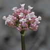 Valerijonas - Valeriana italica | Fotografijos autorius : Gintautas Steiblys | © Macronature.eu | Macro photography web site