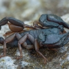 Italinis skorpionas - Euscorpius italicus ♂ | Fotografijos autorius : Žilvinas Pūtys | © Macrogamta.lt | Šis tinklapis priklauso bendruomenei kuri domisi makro fotografija ir fotografuoja gyvąjį makro pasaulį.