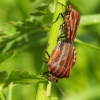 Italian striped shield bug (Graphosoma italicum) | Fotografijos autorius : Aleksandras Naryškin | © Macronature.eu | Macro photography web site
