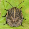 Italian striped shield bug - Graphosoma italicum, nymph | Fotografijos autorius : Vidas Brazauskas | © Macronature.eu | Macro photography web site