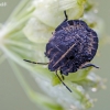 Italian striped shield bug - Graphosoma italicum, nymph | Fotografijos autorius : Darius Baužys | © Macronature.eu | Macro photography web site