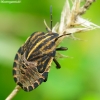 Italian striped shield bug - Graphosoma italicum, nymph | Fotografijos autorius : Romas Ferenca | © Macronature.eu | Macro photography web site