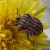 Italian striped shield bug - Graphosoma italicum | Fotografijos autorius : Vytautas Gluoksnis | © Macronature.eu | Macro photography web site