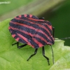 Italian striped shield bug - Graphosoma italicum | Fotografijos autorius : Algirdas Vilkas | © Macronature.eu | Macro photography web site