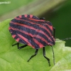 Juostelinė skydblakė - Graphosoma italicum | Fotografijos autorius : Algirdas Vilkas | © Macronature.eu | Macro photography web site