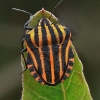 Italian striped shield bug - Graphosoma italicum | Fotografijos autorius : Armandas Ka | © Macronature.eu | Macro photography web site