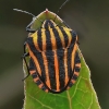 Juostelinė skydblakė - Graphosoma italicum | Fotografijos autorius : Armandas Ka | © Macronature.eu | Macro photography web site