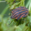 Italian striped shield bug - Graphosoma italicum | Fotografijos autorius : Darius Baužys | © Macronature.eu | Macro photography web site