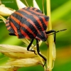 Italian striped shield bug - Graphosoma italicum | Fotografijos autorius : Romas Ferenca | © Macronature.eu | Macro photography web site