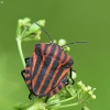 Italian striped shield bug - Graphosoma italicum | Fotografijos autorius : Vidas Brazauskas | © Macronature.eu | Macro photography web site