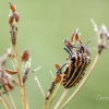 Italian striped shield bug | Fotografijos autorius : Darius Baužys | © Macronature.eu | Macro photography web site