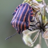 Italian striped shield bug | Fotografijos autorius : Darius Baužys | © Macronature.eu | Macro photography web site