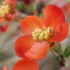 Japanese Quince - Chaenomeles japonica | Fotografijos autorius : Gintautas Steiblys | © Macronature.eu | Macro photography web site