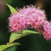 Japoninė lanksva - Spiraea japonica | Fotografijos autorius : Gintautas Steiblys | © Macronature.eu | Macro photography web site