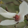 Japoninė magnolija - Magnolia kobus | Fotografijos autorius : Gintautas Steiblys | © Macrogamta.lt | Šis tinklapis priklauso bendruomenei kuri domisi makro fotografija ir fotografuoja gyvąjį makro pasaulį.
