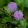 Jautrioji mimoza - Mimosa pudica | Fotografijos autorius : Nomeda Vėlavičienė | © Macrogamta.lt | Šis tinklapis priklauso bendruomenei kuri domisi makro fotografija ir fotografuoja gyvąjį makro pasaulį.
