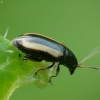 Javinė kopūstinukė - Phyllotreta vittula | Fotografijos autorius : Vidas Brazauskas | © Macrogamta.lt | Šis tinklapis priklauso bendruomenei kuri domisi makro fotografija ir fotografuoja gyvąjį makro pasaulį.