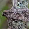 Javinis pašakninis pelėdgalvis - Apamea monoglypha | Fotografijos autorius : Žilvinas Pūtys | © Macrogamta.lt | Šis tinklapis priklauso bendruomenei kuri domisi makro fotografija ir fotografuoja gyvąjį makro pasaulį.