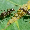 Jet ant - Lasius fuliginosus and aphids - Panaphis juglandis  | Fotografijos autorius : Oskaras Venckus | © Macronature.eu | Macro photography web site