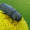 Jewel beetle - Anthaxia quadripunctata  | Fotografijos autorius : Gintautas Steiblys | © Macronature.eu | Macro photography web site