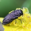 Jewel beetle - Anthaxia quadripunctata | Fotografijos autorius : Vytautas Gluoksnis | © Macronature.eu | Macro photography web site