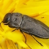 Jewel beetle - Anthaxia quadripunctata | Fotografijos autorius : Gintautas Steiblys | © Macronature.eu | Macro photography web site