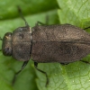 Jewel beetle - Anthaxia quadripunctata | Fotografijos autorius : Žilvinas Pūtys | © Macronature.eu | Macro photography web site