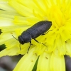 Jewel beetle - Anthaxia quadripunctata | Fotografijos autorius : Romas Ferenca | © Macronature.eu | Macro photography web site