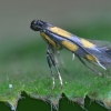 Jonažolinė keršoji kandelė - Euspilapteryx auroguttella | Fotografijos autorius : Arūnas Eismantas | © Macrogamta.lt | Šis tinklapis priklauso bendruomenei kuri domisi makro fotografija ir fotografuoja gyvąjį makro pasaulį.