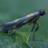 Jonažolinė keršoji kandelė - Euspilapteryx auroguttella | Fotografijos autorius : Žilvinas Pūtys | © Macrogamta.lt | Šis tinklapis priklauso bendruomenei kuri domisi makro fotografija ir fotografuoja gyvąjį makro pasaulį.