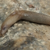 Smooth land slug - Deroceras sp. | Fotografijos autorius : Gintautas Steiblys | © Macronature.eu | Macro photography web site
