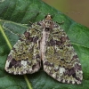 July Highflyer Moth - Hydriomena furcata | Fotografijos autorius : Gintautas Steiblys | © Macronature.eu | Macro photography web site