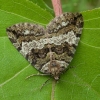 July Highflyer Moth - Hydriomena furcata | Fotografijos autorius : Žilvinas Pūtys | © Macronature.eu | Macro photography web site