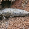 Šoklusis pirmažandis - Lepismachilis notata | Fotografijos autorius : Gintautas Steiblys | © Macronature.eu | Macro photography web site