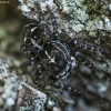 Flower jumping spider - Attulus floricola | Fotografijos autorius : Kazimieras Martinaitis | © Macrogamta.lt | Šis tinklapis priklauso bendruomenei kuri domisi makro fotografija ir fotografuoja gyvąjį makro pasaulį.