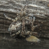 Jumping spider - Attulus terebratus (copulation) | Fotografijos autorius : Gintautas Steiblys | © Macronature.eu | Macro photography web site