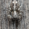 Jumping spider - Attulus terebratus ♀ | Fotografijos autorius : Gintautas Steiblys | © Macronature.eu | Macro photography web site