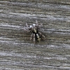 Jumping spider - Attulus terebratus | Fotografijos autorius : Vytautas Tamutis | © Macronature.eu | Macro photography web site