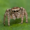 Jumping spider - Evarcha falcata ♀ | Fotografijos autorius : Žilvinas Pūtys | © Macrogamta.lt | Šis tinklapis priklauso bendruomenei kuri domisi makro fotografija ir fotografuoja gyvąjį makro pasaulį.