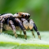 Jumping spider - Evarcha falcata  | Fotografijos autorius : Oskaras Venckus | © Macrogamta.lt | Šis tinklapis priklauso bendruomenei kuri domisi makro fotografija ir fotografuoja gyvąjį makro pasaulį.
