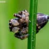 Jumping spider - Evarcha falcata  | Fotografijos autorius : Oskaras Venckus | © Macrogamta.lt | Šis tinklapis priklauso bendruomenei kuri domisi makro fotografija ir fotografuoja gyvąjį makro pasaulį.
