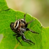 Jumping spider - Evarcha falcata | Fotografijos autorius : Romas Ferenca | © Macrogamta.lt | Šis tinklapis priklauso bendruomenei kuri domisi makro fotografija ir fotografuoja gyvąjį makro pasaulį.