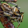 Jumping spiders - Evarcha falcata (copulation) | Fotografijos autorius : Gintautas Steiblys | © Macrogamta.lt | Šis tinklapis priklauso bendruomenei kuri domisi makro fotografija ir fotografuoja gyvąjį makro pasaulį.